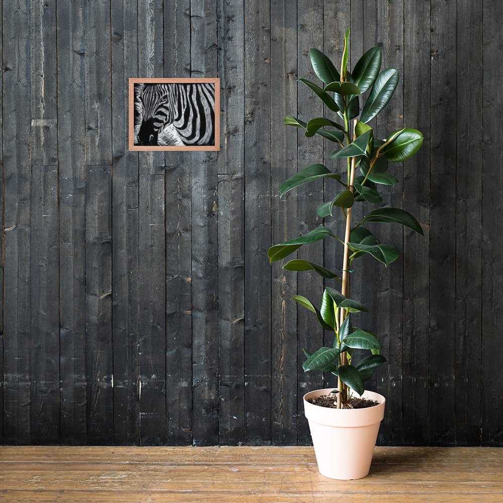 Monochrome Zebra Wax Etching Design Poster Framed
